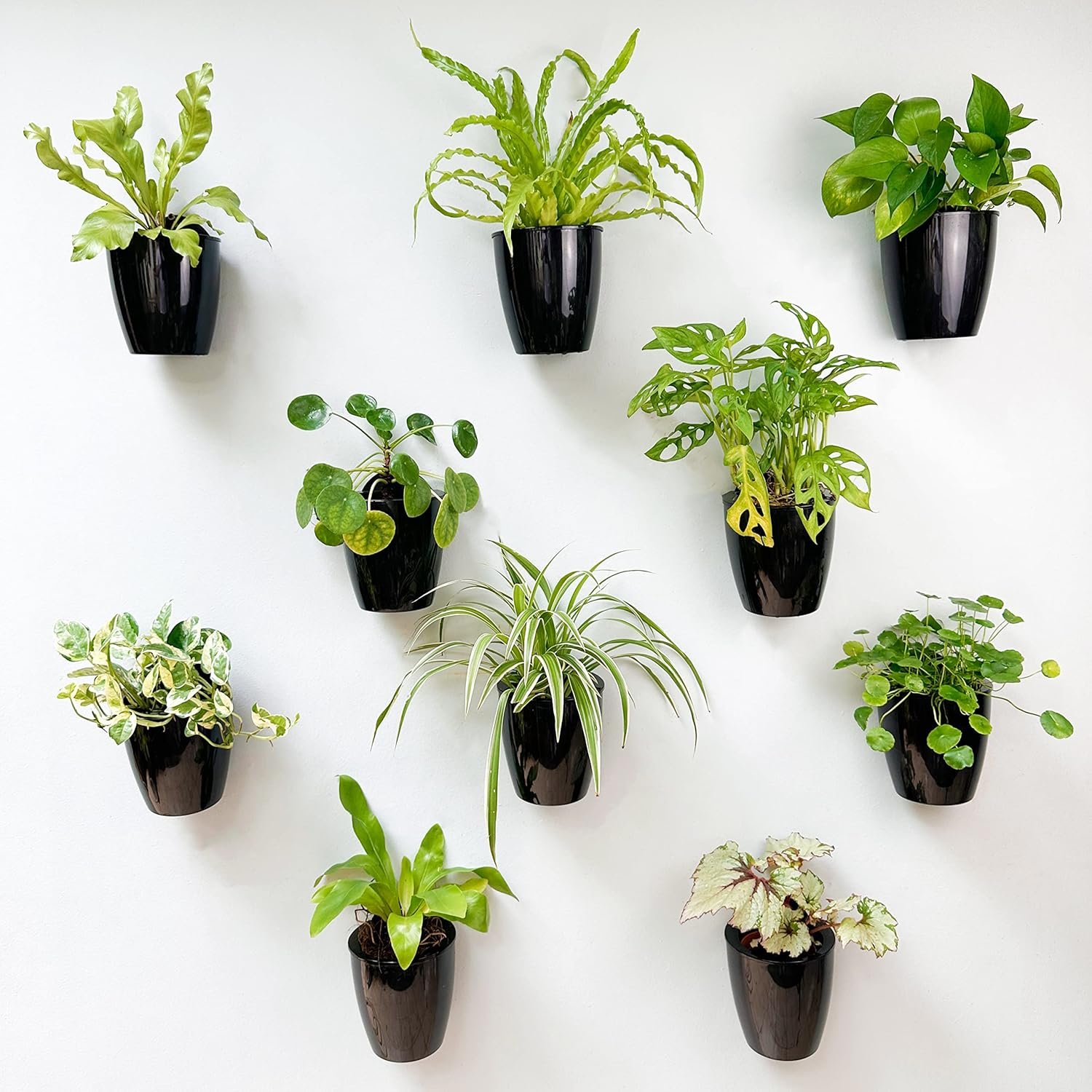 LaLaGreen Wall Planters for Indoor Plants – 10 Pack, 4 Inch Black Self Watering Pots Modern Indoor Hydroponic Vertical Live Garden Wall Mounted Hanging Plant Holder