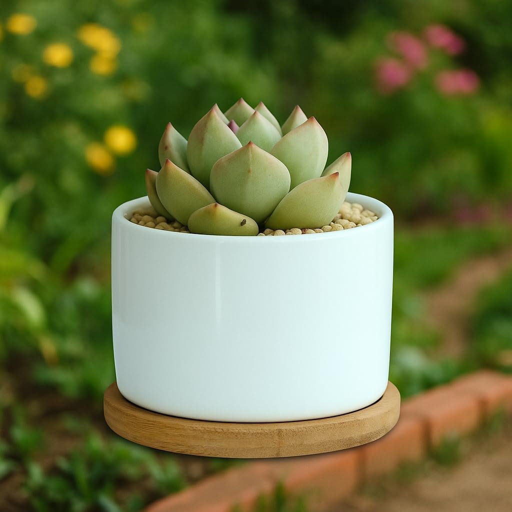 3’4″ Ceramic Pot Succulent Planter Pot Mini Cute Garden Flower Plant Pots Nursery Pots Succulent Pots Planters for Indoor Plants Small White 1