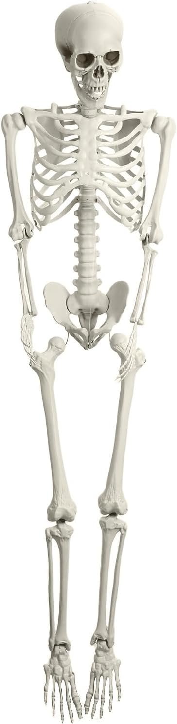 Movable Joint Plastic Skeleton, 5.4Ft Poseable Life Size Skeleton for Indoor Outdoor Halloween Props Decorations, Vivid Full-Size Skeleton for Haunted House Decorations 170cm